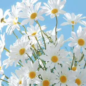 Chrysanthemum Flower